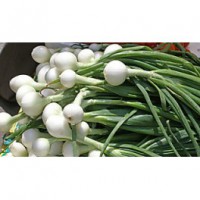 /album/productos/cebo-jpg/