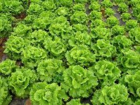 /album/productos/lechuga-jpg/